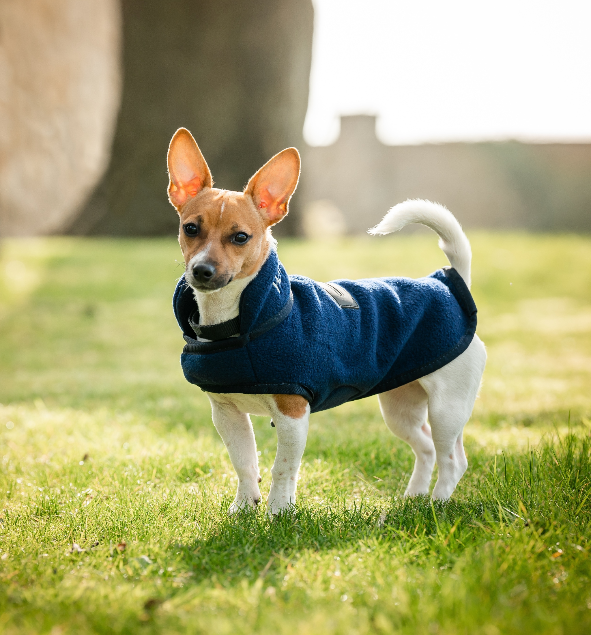 Signature Dog Fleece - Navy